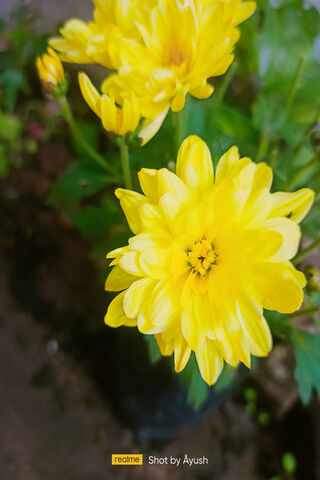 Blurred Flower