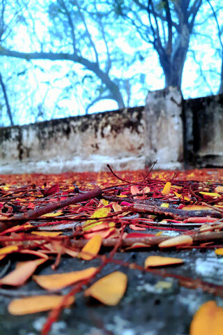 Autumn's Embrace 🍂✨