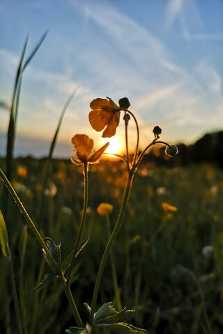 Blume: A Sunset Serenade 🌼🌅