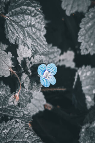 Whispers of the Blue Blossom 🌼💙