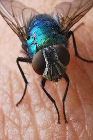 แมลงวันขวดสีฟ้า