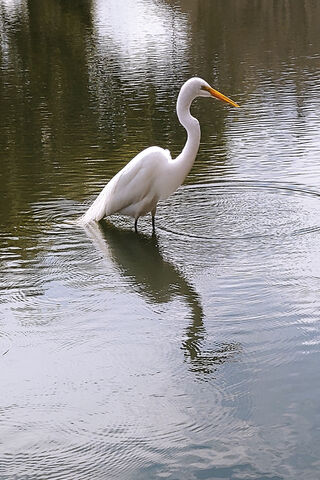 Majestic Big Birdie: A Serene Moment