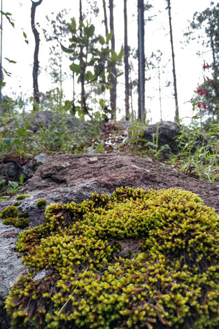 Whispers of the Bosque 🌲✨