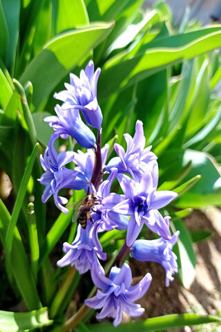 Nature's Harmony: The Dance of the Bee and Flower 🌼🐝