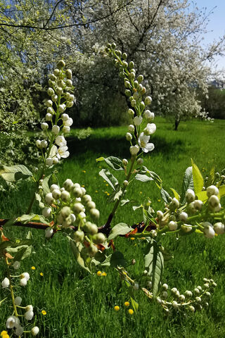 Blossoms of the Bud Tree 🌸🌳