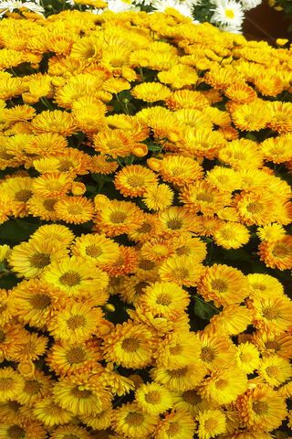 Golden Blooms of Joy 🌼✨