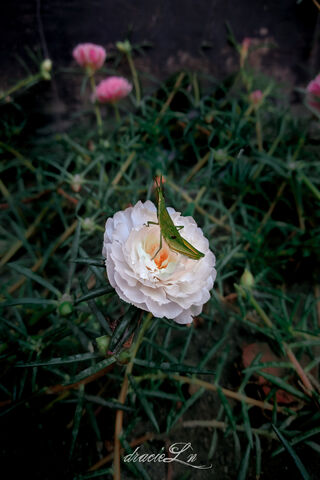 Nature's Perfect Pairing 🌼🐞