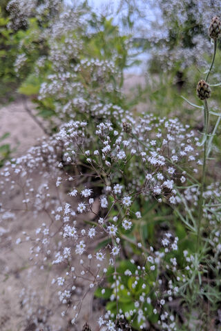 Whispers of Nature: The Delicate Babys Breath