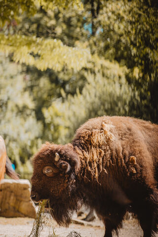 Majestic Bison: Nature's Gentle Giant 🦬🌿