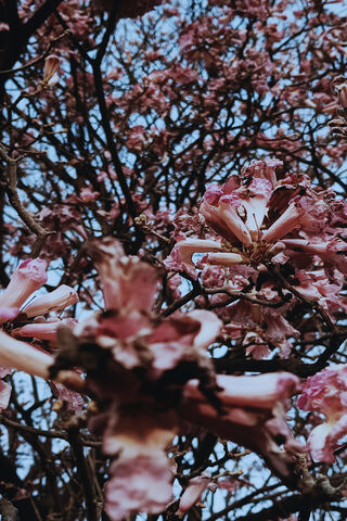 Whispers of Affection: The Blossom Tree of Love 🌸💖