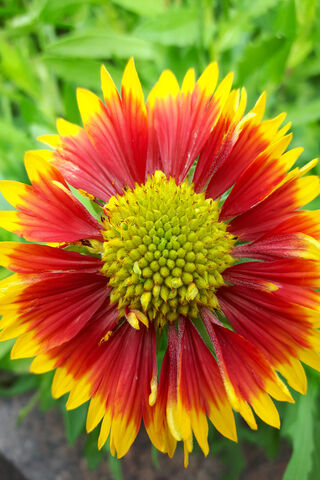 Radiant Blooms: Nature's Colorful Canvas 🌼🌈