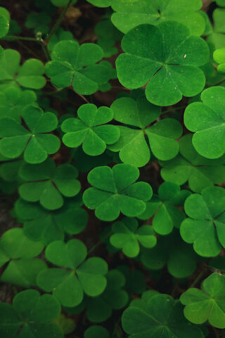 Emerald Embrace: Nature's Delight