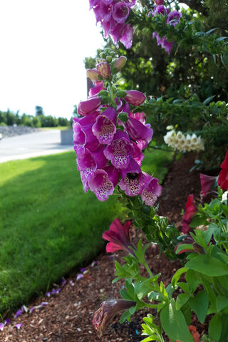 Buzzing Beauty: The Bumble Bee's Garden