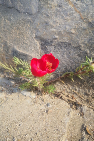 Desert Bloom: Nature's Resilience 🌼🌵