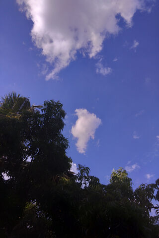 Skyward Moments: Nature's Canvas 🌤️🌿