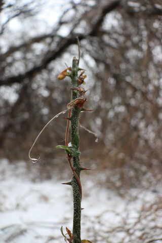 Creeper's Clutch: Nature's Tenacious Grip 🌿🌨️