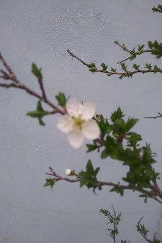 Blossom of Serenity 🌸