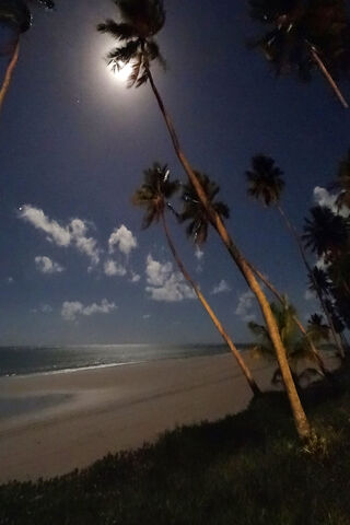 Moonlit Serenity: A Tropical Escape 🌙🌴