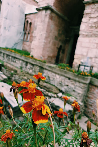 Cicek: A Blooming Beauty in History 🌼🏛️