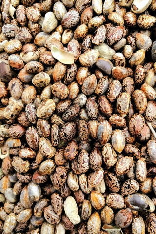 Nature's Little Marvels: Caster Seeds 🌱✨