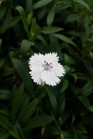 Delicate Beauty: The China Pink Flower 🌸