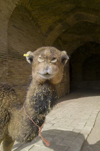 Majestic Camel: The Desert's Gentle Giant 🐪✨