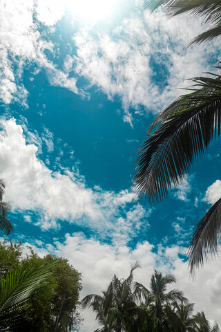 Tropical Serenity: Beneath the Coconut Canopy 🌴☀️