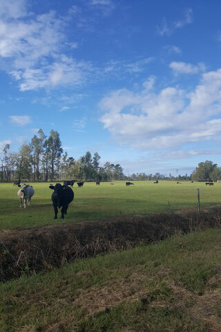 Serene Pastures: A Day in the Life of Cows 🐄🌾