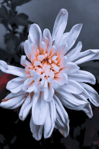 Chrysanthemum Dreams: A Floral Fantasy 🌼✨