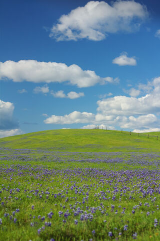 Whispers of Nature: A Cloudy Floral Dream 🌼☁️