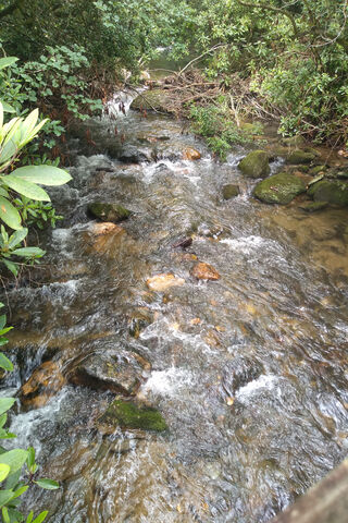 Whispers of the Creek 🌊✨