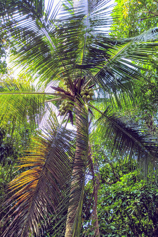Coconut Tree