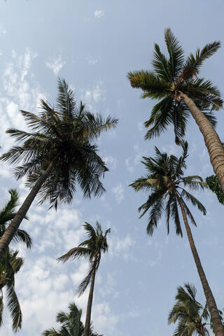 Coconut Tree