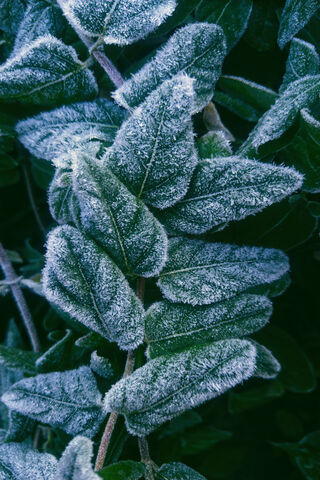 Frosty Embrace of Nature ❄️🍃
