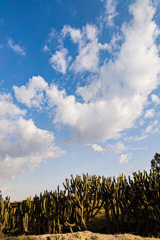 Colombian Landscape