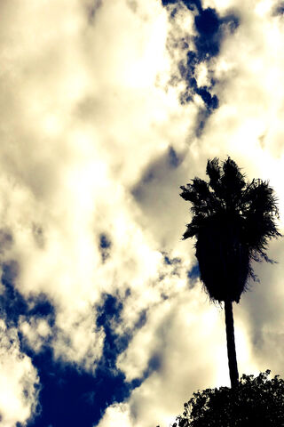 California Palm Tree