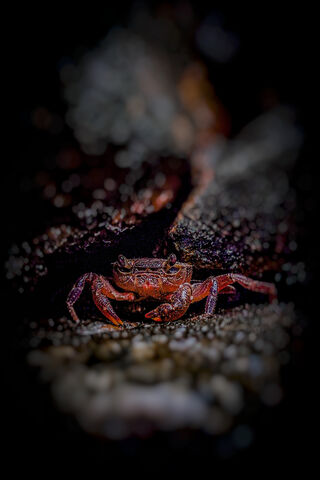 Crabby Crabby