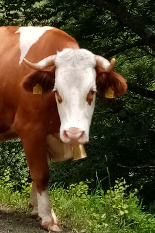 Curious Cow on the Trail 🐄🌿