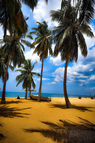 Tropical Serenity: A Coconut Paradise 🌴🌊