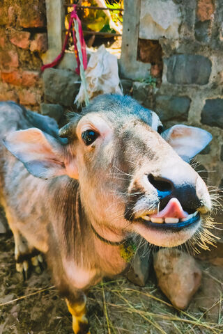 Cheerful Cow: A Farmyard Friend 🐄✨