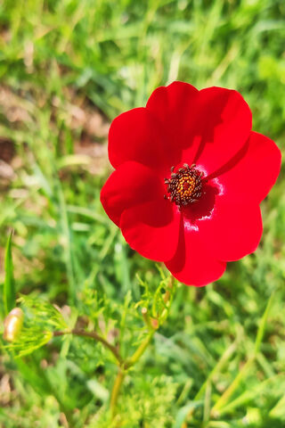 Radiant Red Blossom 🌺