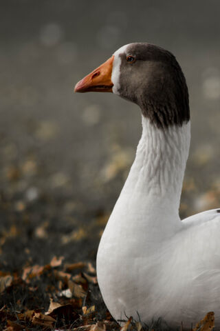 Adorable Goose in Autumn Splendor 🍂🦢