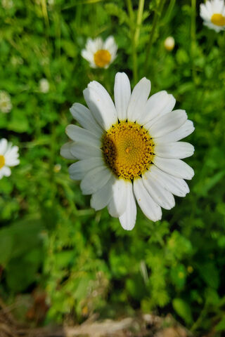 Chamomile