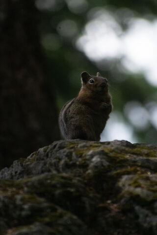 Charming Chipmunk: Nature's Little Acrobat! 🐿️✨