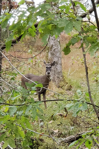 Graceful Glimpse: A Deer in the Sunlight 🌞🦌