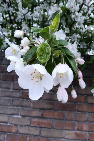 Whispers of Spring: Dew-Kissed Blossoms 🌸💧