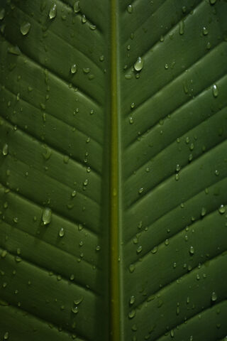 Nature's Jewels: The Be..