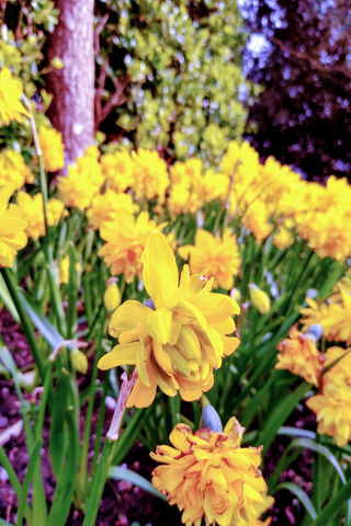 Golden Blooms of Spring 🌼✨