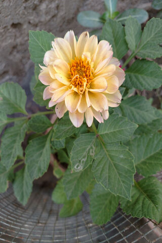 Dahlia Flower