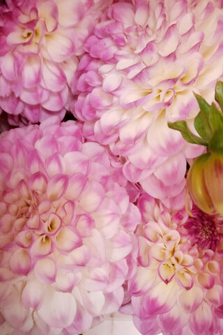 Dahlia Dreams: A Floral Fantasy 🌸✨